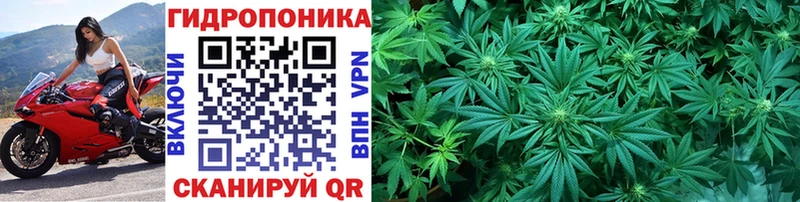 Купить закладки  Ачинск  Каннабис VHQ 